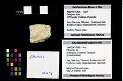 Foto (Objekt + Etikett) von Pithonoton sp.  (NHMW-GEO-1990-0041-2596)